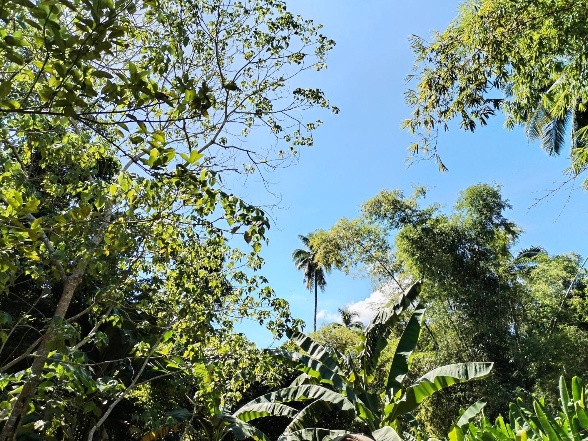 Forest Camp El Nido Luaran gambar